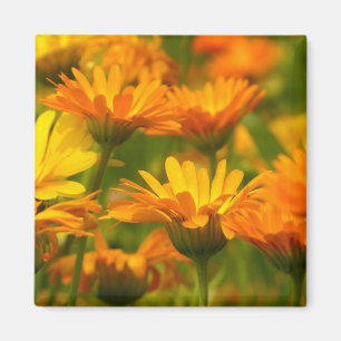 Aimant Fleurs sauvages orange