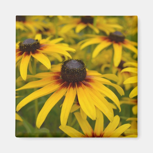 Aimant Fleurs Susan aux yeux noirs (Devant)