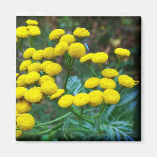 Aimant Fleurs Tansy