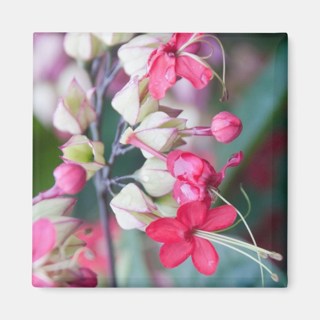 Aimant Fleurs tropicales roses et blanches rouges (Devant)
