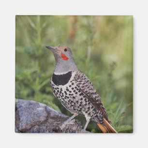 Aimant Flicker du Nord, ColMatiauratus, Red shafted