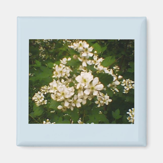 Aimant Floraison des mûres (Devant)