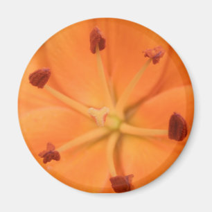Aimant Floral Lily orange