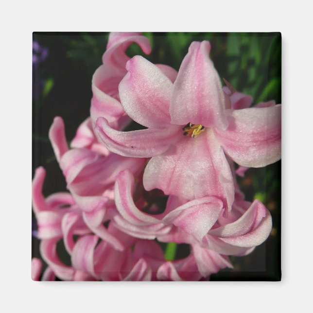 Aimant Floral Pink Hyacinth (Devant)