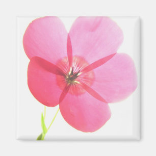 Aimant floral rose