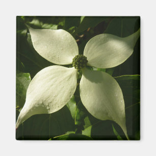 Aimant Flore printanière du Dogwood illuminé