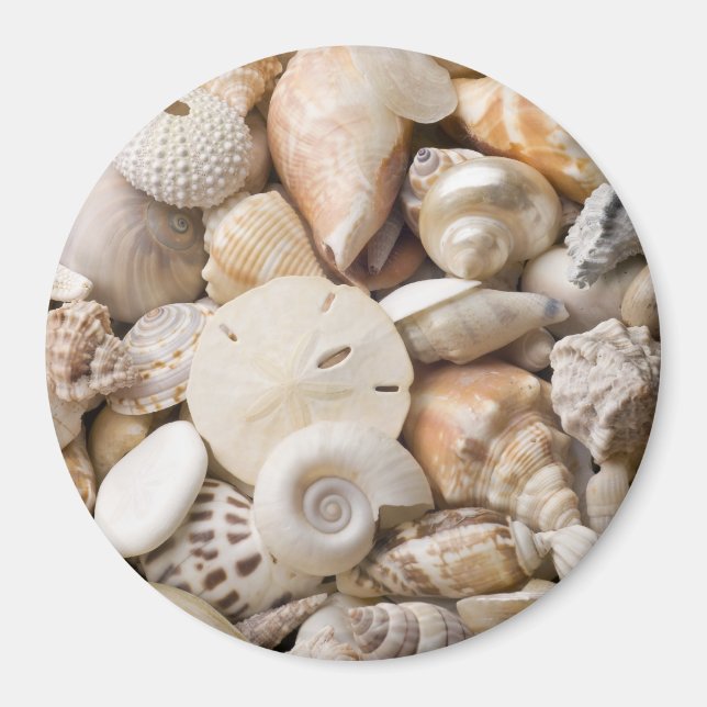 Aimant Florida Sea Shell Arrière - plan - Beach Shells Cu (Devant)