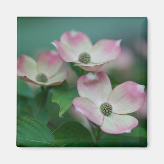 Aimant Flowers (homonymie) | Blossoms de Dogwood (Devant)