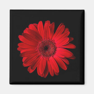 Aimant Flowers (homonymie)   Gerbera