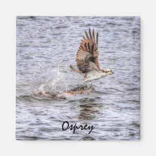 Aimant Flying Osprey & Fish HDR Wildlife Photo Don