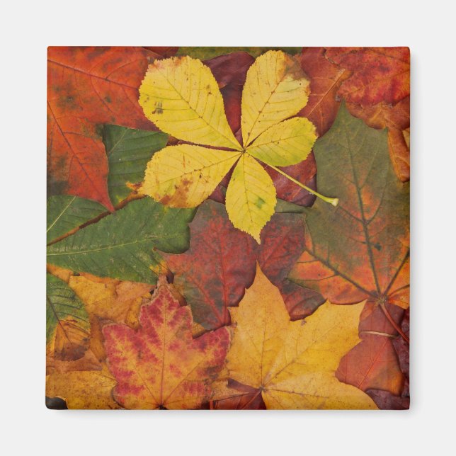 Aimant Folithe d'automne (Devant)