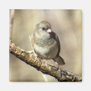 aimant Foncé-eyed de Junco