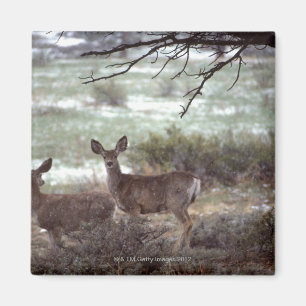Aimant Fonctionnement de cerfs communs
