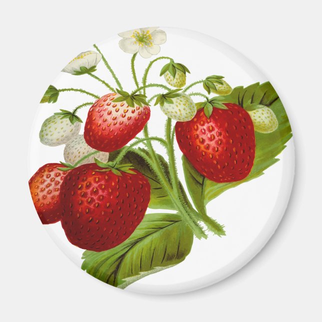 Aimant Food fruit leaf leafy (Devant)