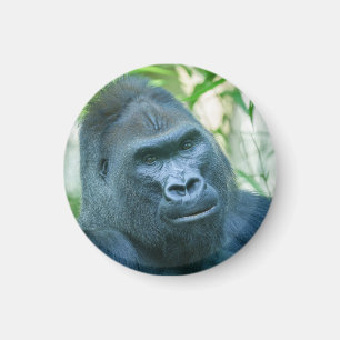 Aimant Force inébranlable Silverback Gorilla Kito