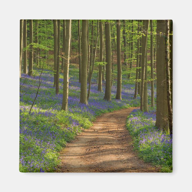 Aimant Forest | Bluebell Forest en Belgique (Devant)