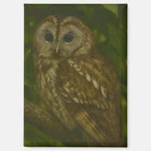 Aimant Forest Sentinel - Tawny Owl Wildlife Art