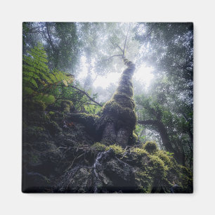 Aimant Forests   Anaga Rural Park Canary Islands