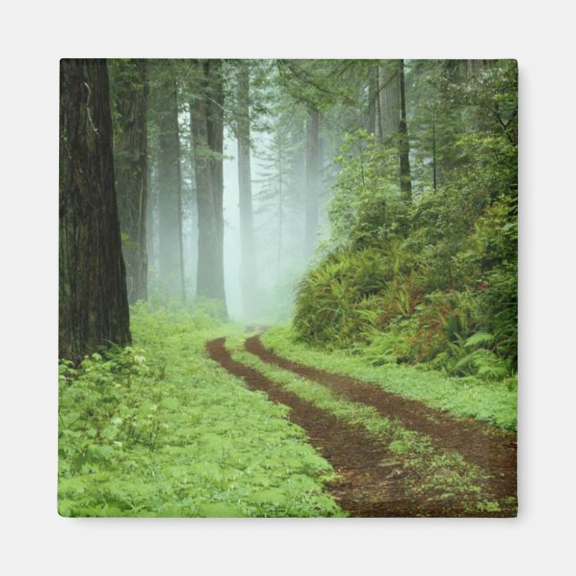 Aimant Forêt (Devant)