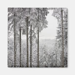 Aimant Forêt à feuillage persistant en hiver