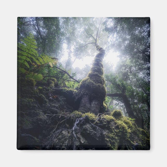 Aimant Forêt | Anaga Parc rural Îles Canaries (Devant)