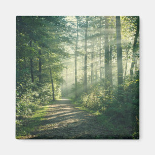 Aimant Forêt Chemin forestier Hambourg Allemagne