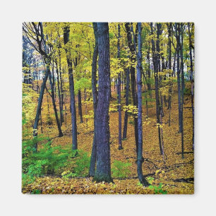 Aimant Forêt d'automne, West Bend, Wisconsin