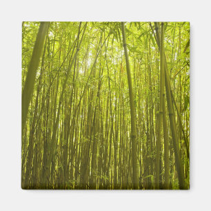 Aimant Forêt de Bamboo près du sentier de la crête de 