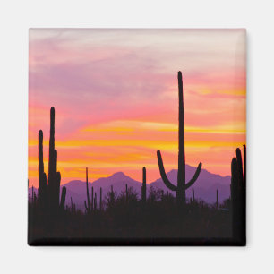 Aimant Forêt de cactus saguaro au coucher du soleil