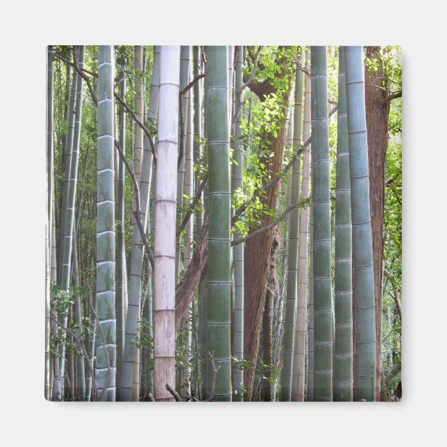 Aimant Forêt géante japonaise de bambou, Sagano, Kyoto, J (Devant)