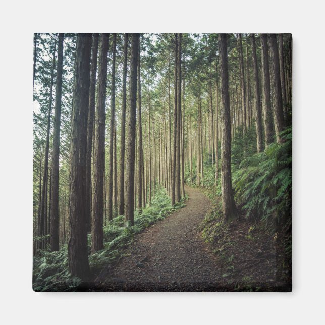 Aimant Forêt | Montagnes de Wakayama Japon (Devant)