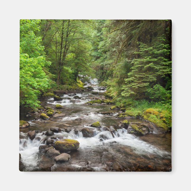 Aimant Forêt nationale de Siuslaw | Sweet Creek (Devant)