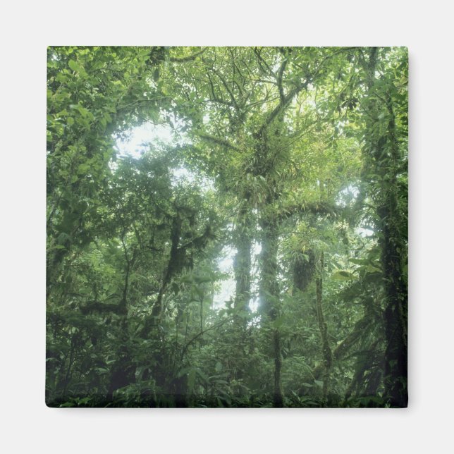 Aimant Forêt nuageuse de Monteverde, Costa Rica. (Devant)