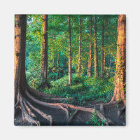 Forêt | Végétation et forêt