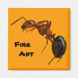 Aimant Fourmi de feu