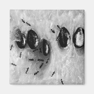 Aimant fourmis faisant du surf