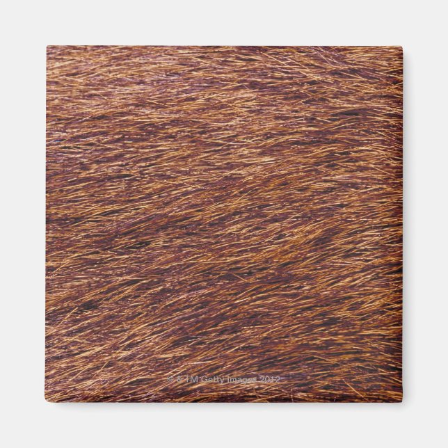 Aimant Fourrure d'elfe (Devant)