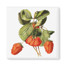 Framboise Fruit Vintage Illustration botanique