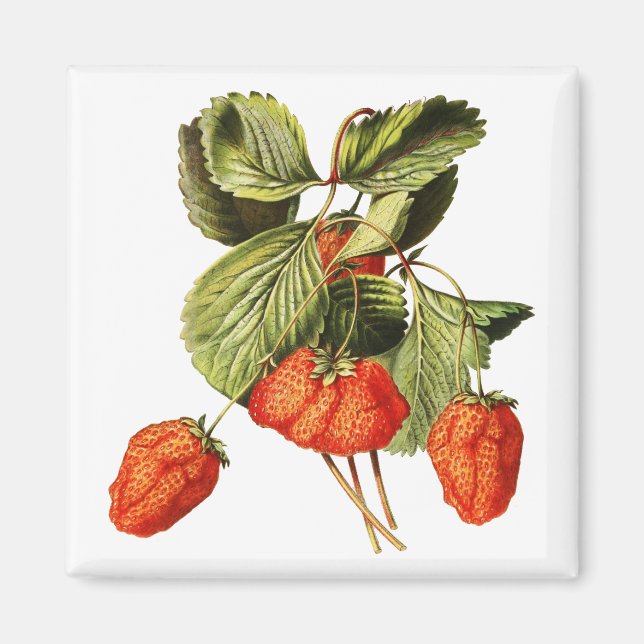 Aimant Framboise Fruit Vintage Illustration botanique (Devant)