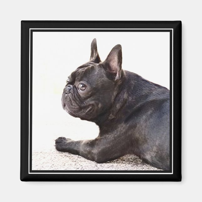 Aimant français Bulldog (Devant)