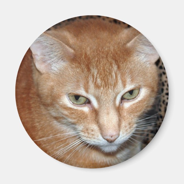 Aimant Freddie Magenet (Devant)