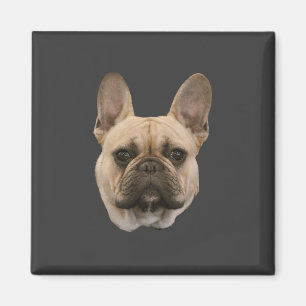 Aimant French Bulldog Photo mignonne photo face