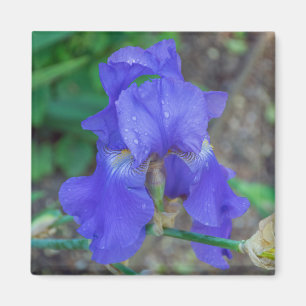Aimant frigidaire de fermeture de l'iris bleu