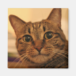 Aimant frigo chat tabby mignon