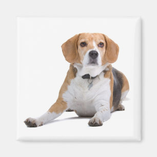 Aimant frigo Chien Chien beagle