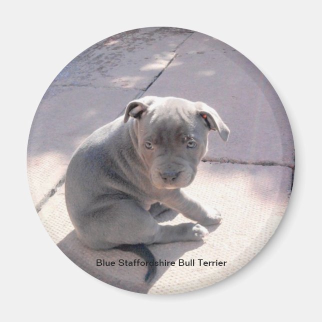 Aimant frigo de Blue Staffordshire Bull Terrier (Devant)