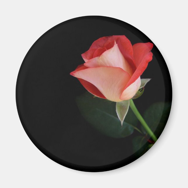 Aimant frigo rose rouge (Devant)