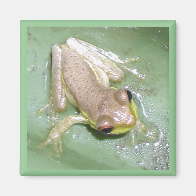 Aimant Froglet (Devant)