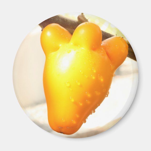 Aimant Fruit visqueux renard (Solanum mammosum) (Devant)