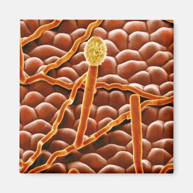 Aimant Fungus de poudrière sur Poinsettia (Devant)